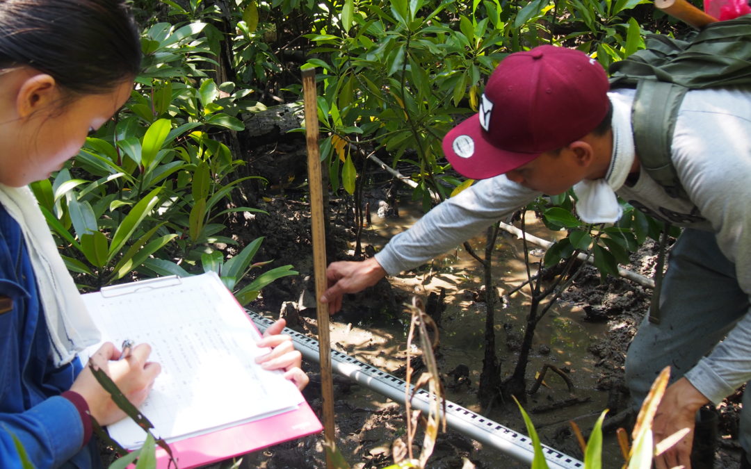 Site & Data Collection: Pulau Kukup, Johor