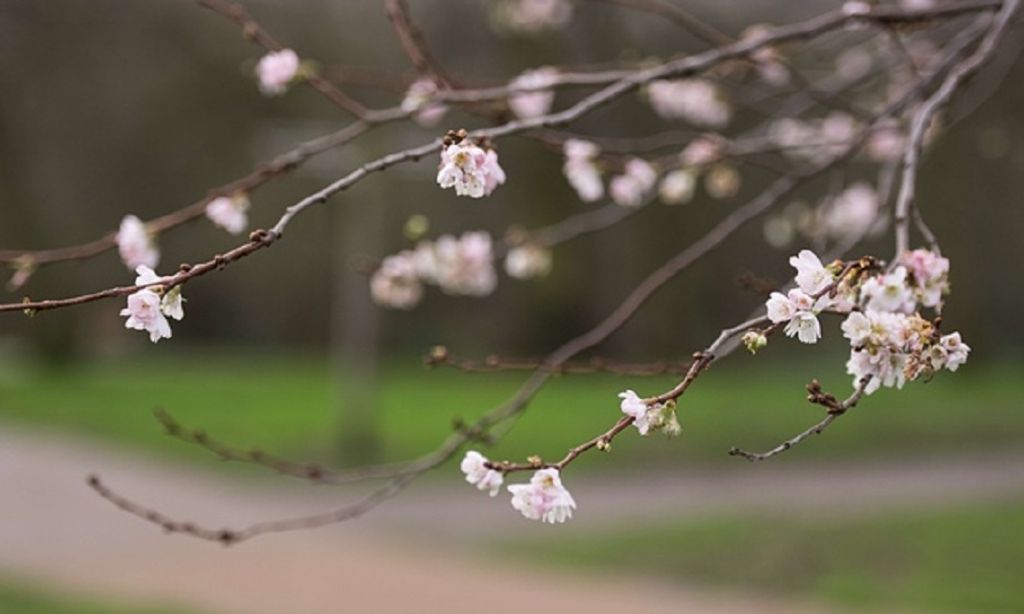 UK weather forecasters predict warmest winter solstice on record