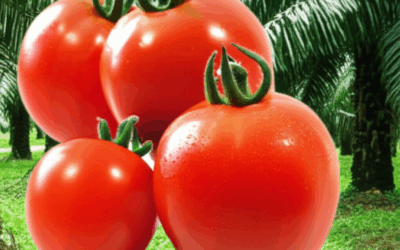 Oil Palm Waste to Edible Coating: Keeping Tomatoes Fresher for Longer
