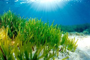 seagrass-underwater