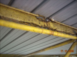 DSCN6386